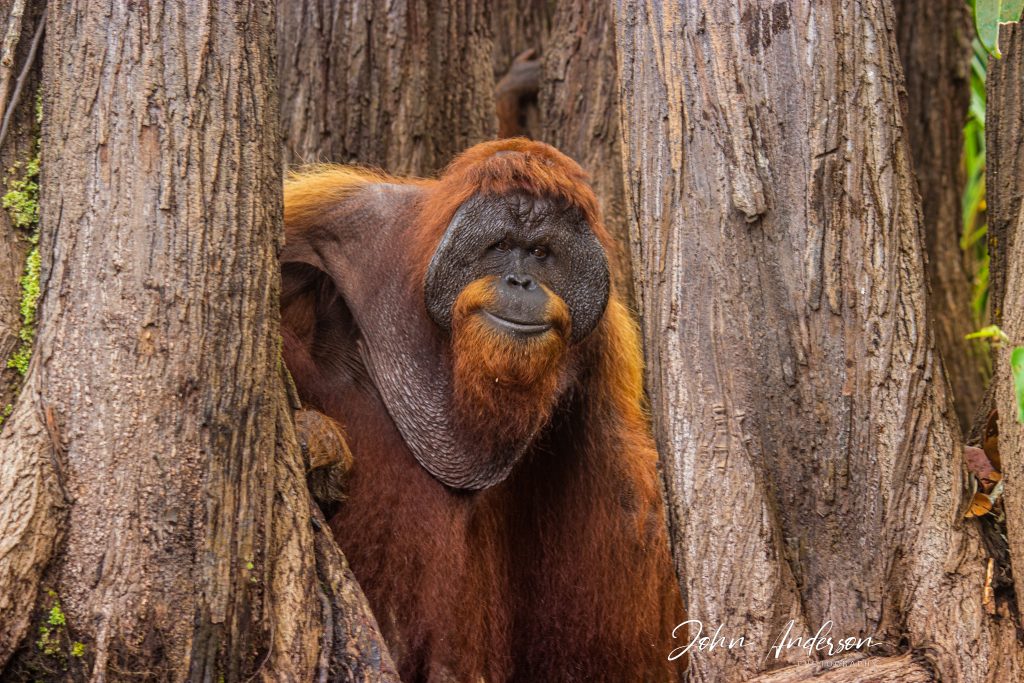 Orangutan in Borneo forest