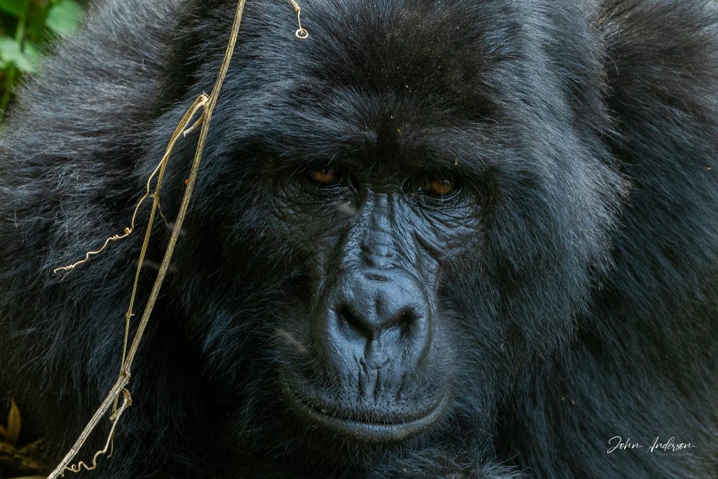 Mountain gorilla portrait