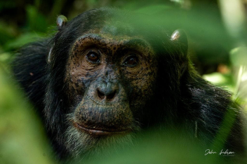 Chimpanzee close-up in foliage