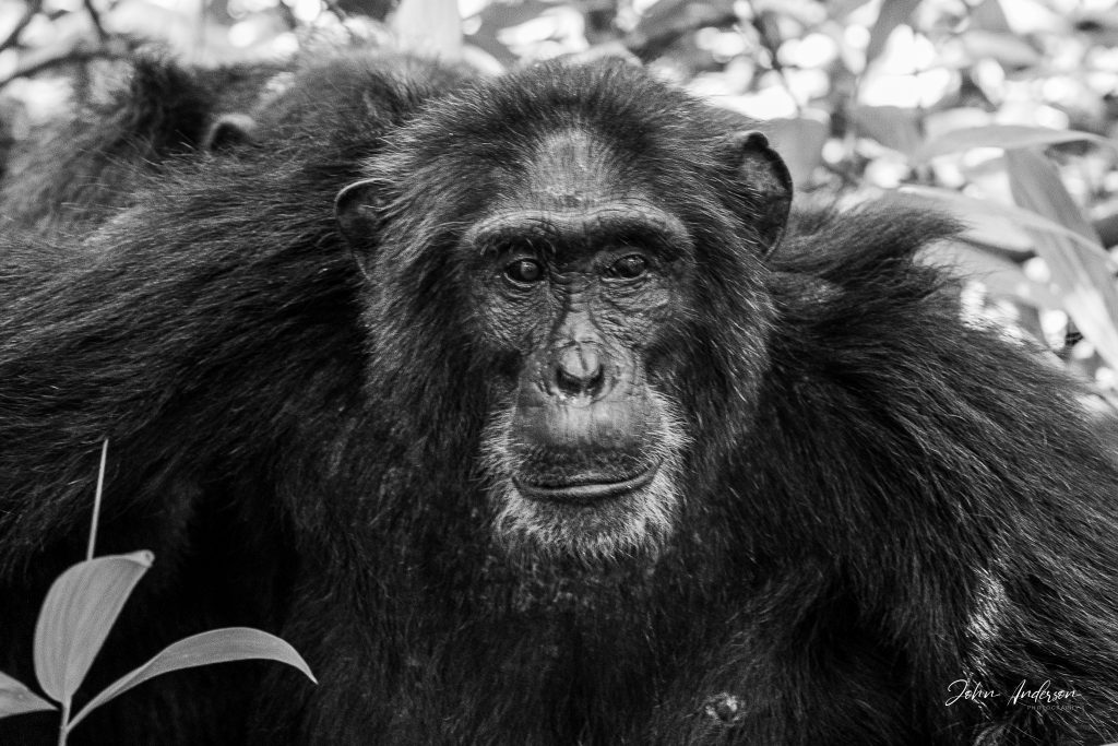 Chimpanzee black and white portrait